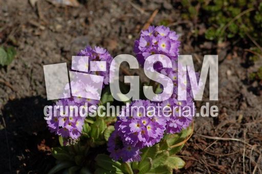 Primel-Kugelprimel 05.JPG